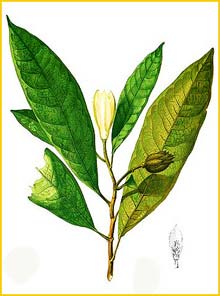  /   ( Magnolia / Talauma angatensis ) Flora de Filipinas 1880-1883 by Francisco Manuel Blanco