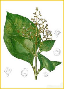  ( Tectona grandis ) Flora de Filipinas 1880-1883 by Francisco Manuel Blanco