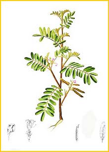   ( Tephrosia luzoniensis ) Flora de Filipinas 1880-1883 by Francisco Manuel Blanco