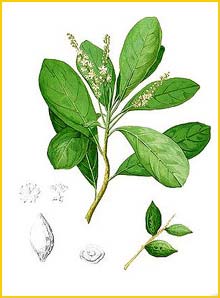   ( Terminalia sumatrana ) Flora de Filipinas 1880-1883 by Francisco Manuel Blanco