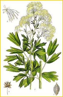   ( Thalictrum flavum ) Bilder ur Nordens Flora (1901-1905) by Carl Lindman