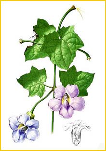   ( Thunbergia grandiflora ) Flora de Filipinas 1880-1883 by Francisco Manuel Blanco