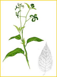   ( Tournefortia sarmentosa ) Flora de Filipinas 1880-1883 by Francisco Manuel Blanco