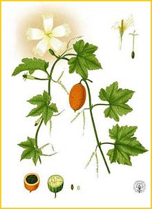   ( Trichosanthes tricuspidata ) Flora de Filipinas 1880-1883 by Francisco Manuel Blanco