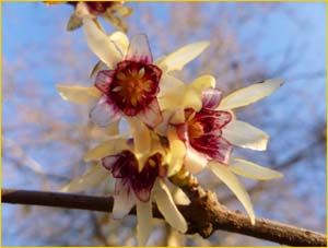   ( Chimonanthus pracox / fragrans / Meratia praecox )