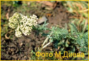   (Achillea millefolium) 