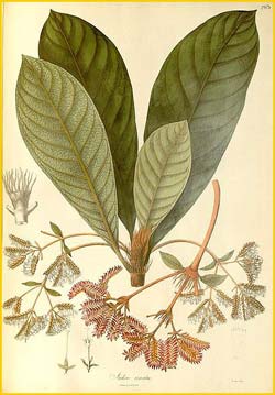   ( Jackia ornata ) Nathaniel Wallich  Plantae Asiaticae Rariores 1830