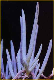   ( Jordaniella claviifolia )