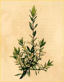   ( Lissanthe daphnoides ) drawn by William Miller from The Botanical Cabinet London 1817-1833