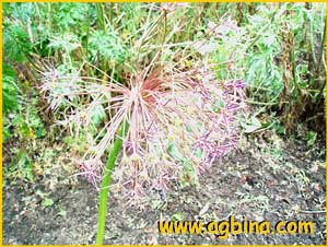   ( Allium albopilosum )