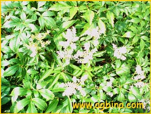    ( Astilbe japonica )