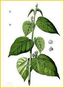   ( Mallotus tiliifolius ) Flora de Filipinas 1880-1883 by Francisco Manuel Blanco