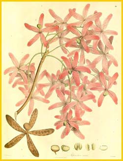   ( Melanorrhoea usitata ) Nathaniel Wallich - Plantae Asiaticae Rariores 1830-1832