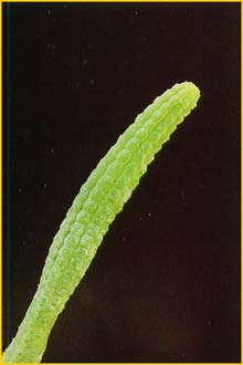   ( Notechidnopsis tessellata )
