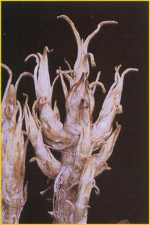   ( Nycteranthus viridiflorus )