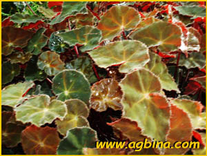    ( Begonia boweri rubra )