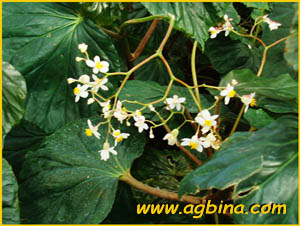   ( Begonia brachypoda )