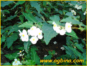   ( Begonia cubensis )