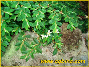     ( Begonia foliosa )