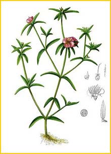    ( Osbeckia chinensis ) Flora de Filipinas 1880-1883 by Francisco Manuel Blanco