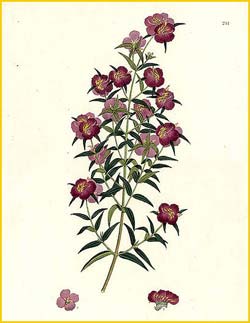    .  ( Osbeckia chinensis var. angustifolia ) Flora de Filipinas 1880-1883 by Francisco Manuel Blanco