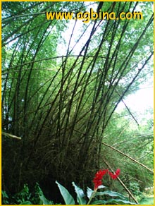   ( Bambusa arundinacea )