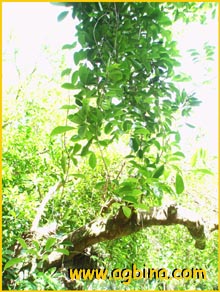   ( Elaeocarpus serratus )