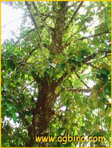 Гарциния / Мангустан ( Garcinia mangostana / Mangostana garcinia )
