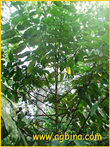 Гарциния красильная ( Garcinia tinctoria )