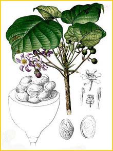   ( Pangium edule ) Flora de Filipinas 1880-1883 by Francisco Manuel Blanco