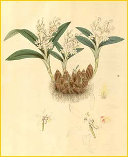   ( Pinalia leucantha ) Nathaniel Wallich, Plantae Asiaticae Rariores 1830-1832