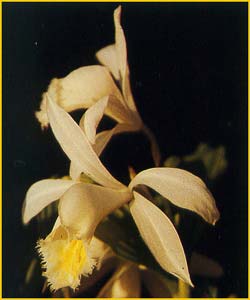    ( Pleione formosana alba )