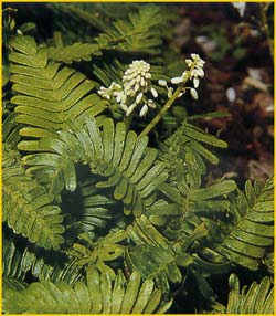   ( Pteridophyllum racemosum )