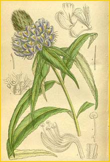   ( Pychostachys dawei ) Curtis's Botanical Magazine 1912