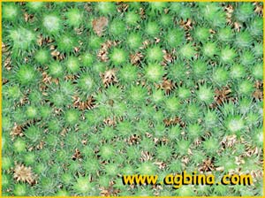   /  ( Abromeitiella brevifolia / chlorantha )
