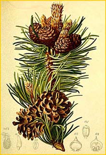   ( Pinus mugo ) Atlas der Alpenflora (1882) by Anton Hartinger