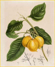 Гарциния сладкая ( Garcinia dulcis ) Tropenmuseum Berthe Henrica Philippina Hoola van Nooten (Maker)