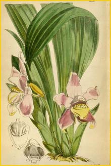  ( Bollea lalindei ) Curtis's Botanical Magazine 1877