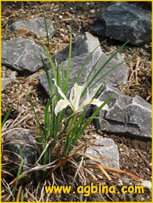   ( Iris chrysophylla )