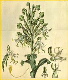   ( Bonatea speciosa ) Curtis's Botanical Magazine 1829