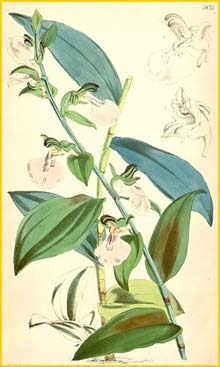    ( Brachycorythis macrantha ) Curtis's Botanical Magazine