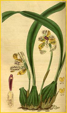   ( Brasiliorchis picta ) Curtis's Botanical Magazine 1832