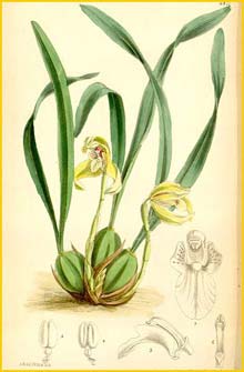  ( Brasiliorchis porphyrostele ) Curtis's Botanical Magazine 1880