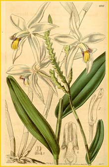   ( Bromheadia finlaysoniana / pulchra ) Curtis's Botanical Magazine 1843
