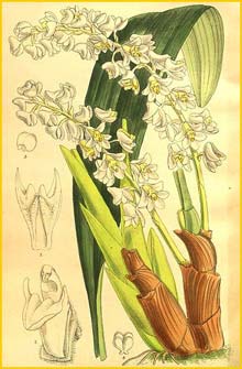    ( Bryobium hyacinthoides ) Curtis's Botanical Magazine 1908