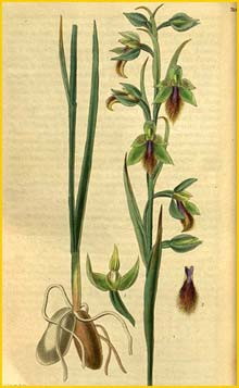   ( Calochilus campestris ) Curtis's Botanical Magazine 1832