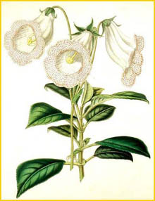   ( Capanea grandiflora )