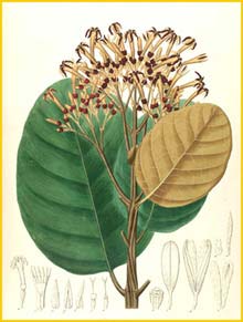   ( Cascarilla hexandra ) by Johann Pohl 1827 Plantarium brasiliae