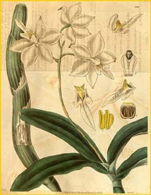   ( Caularthron bicornutum ) Curtis's Botanical Magazine