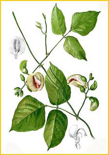   ( Centrosema plumieri ) Flora de Filipinas 1880-1883 by Francisco Manuel Blanco